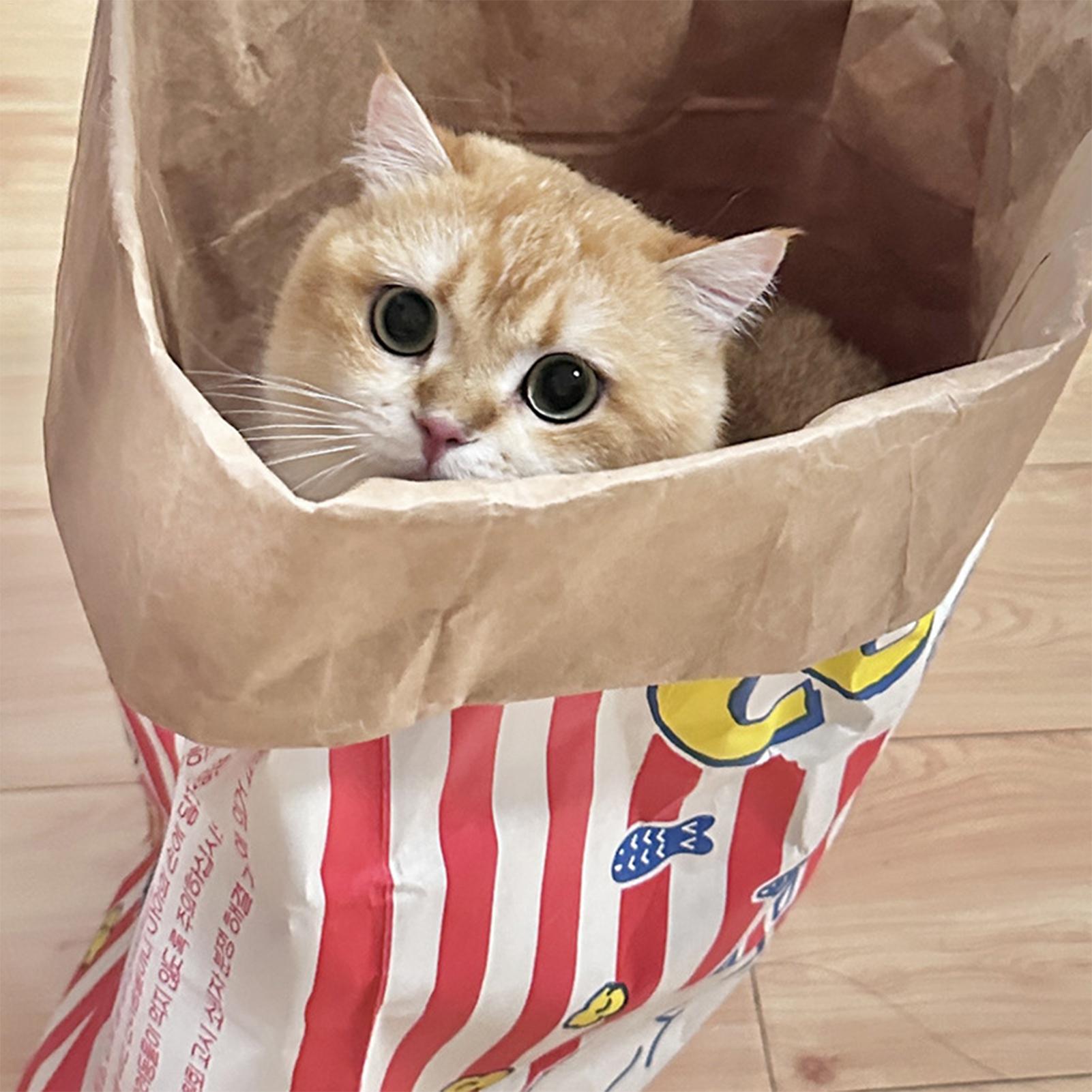 Crinkle Cat Bag Foldable Inter - Furniture Hardware For Bed ulasan dan harga